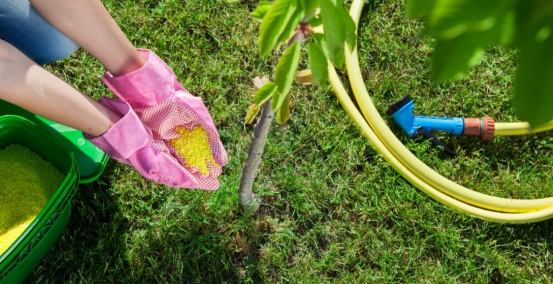 Entenda a importância do nitrogênio para as plantas de apartamento - Reprodução Canva