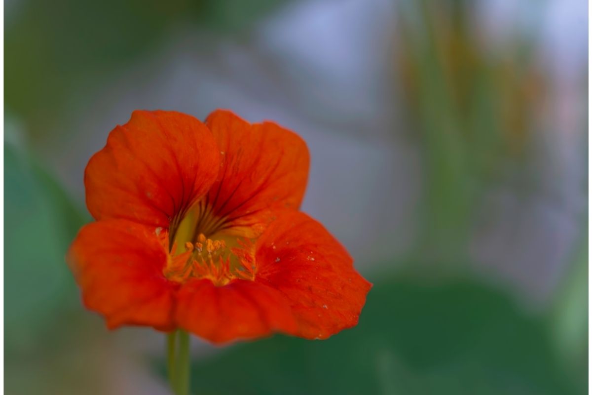 Entenda o que são as PANC plantas alimentícias não convencionais - Reprodução Canva (1)