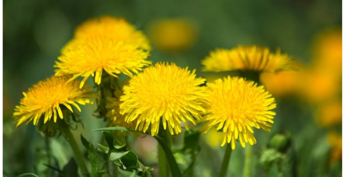 Entenda o que são as PANC plantas alimentícias não convencionais - Reprodução Canva