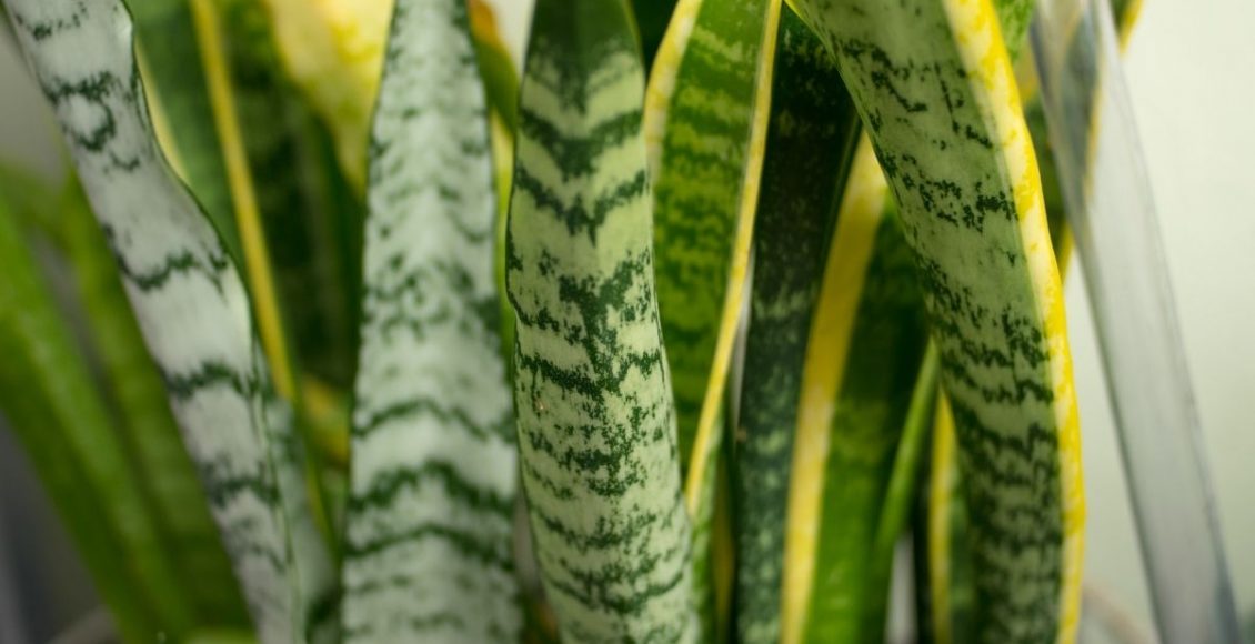 Espada-de-São-Jorge dicas para cuidar dessa planta magnífica, confira - reprodução Canva