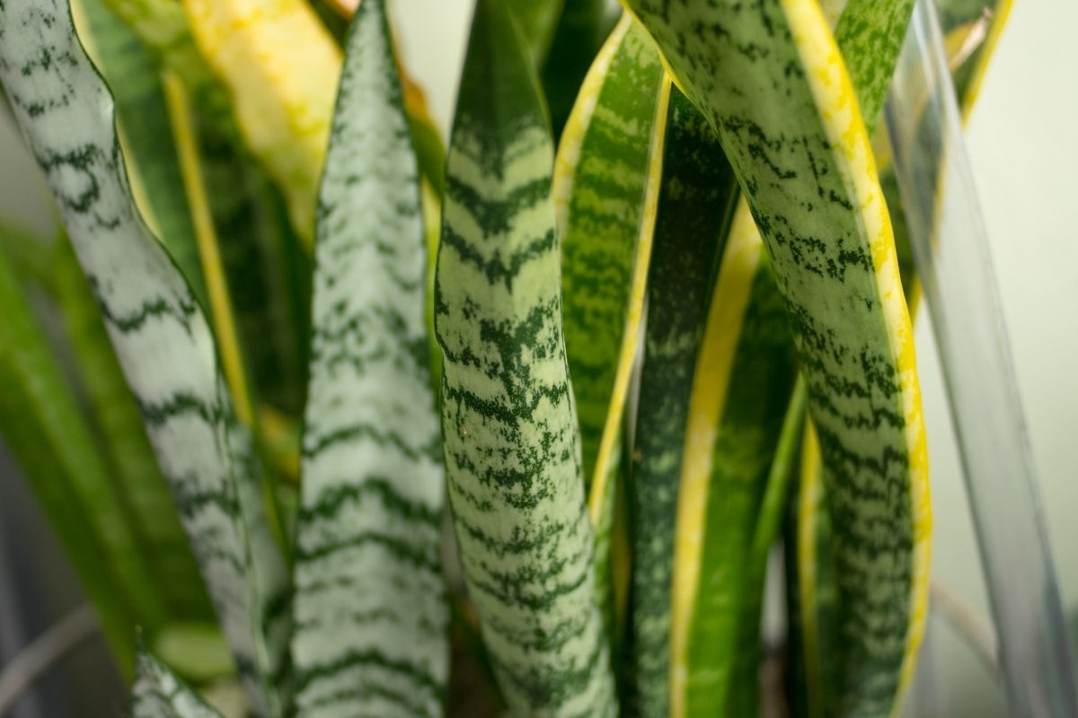 Espada-de-São-Jorge dicas para cuidar dessa planta magnífica, confira - reprodução Canva