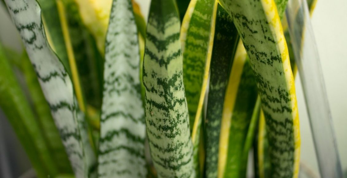 Espada de São Jorge saiba tudo sobre essa espécie e o que ela representa - reprodução Canva