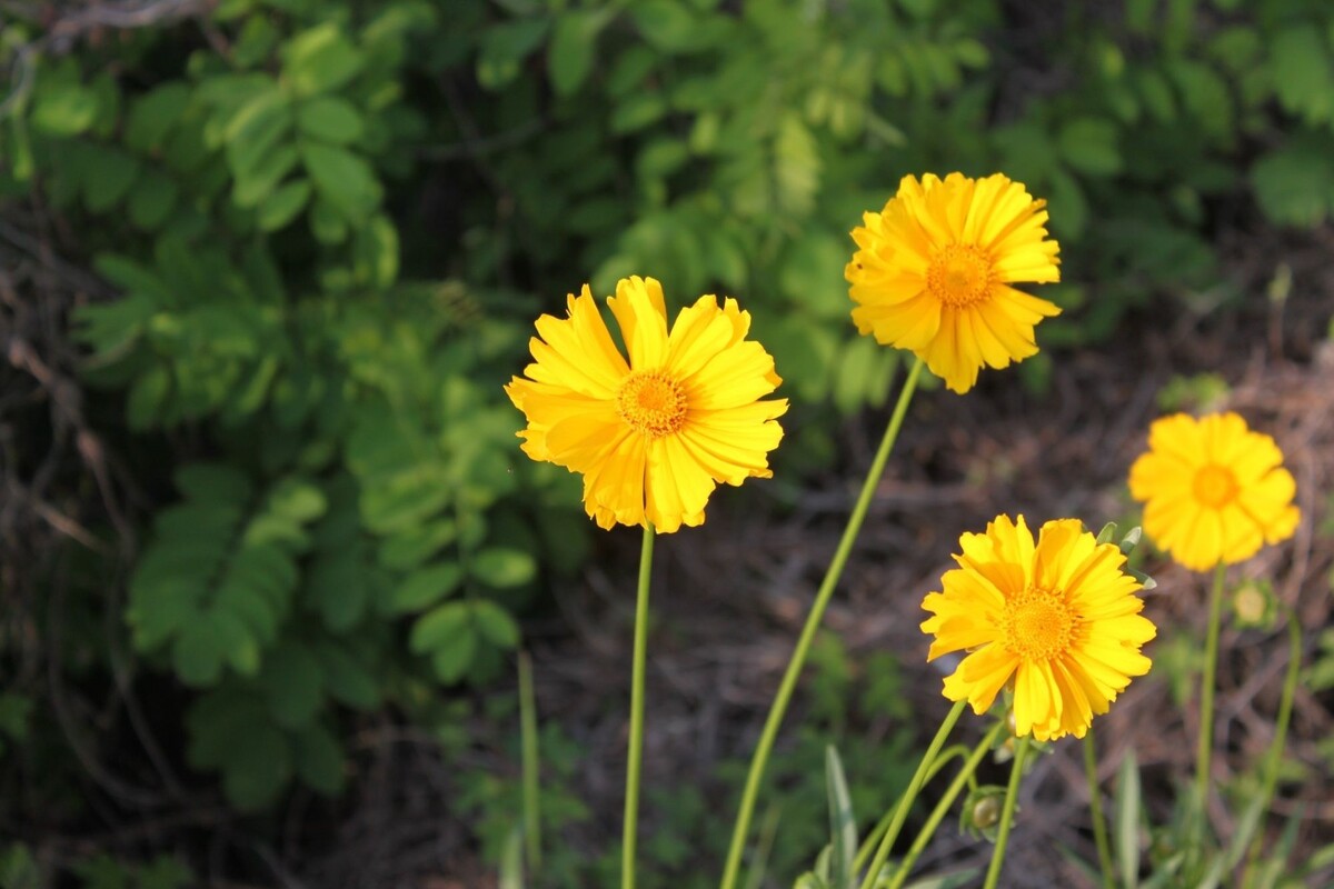 Falsa camomila: descubra dicas exclusivas para cuidar dessa herbácea americana e deixá-la exuberante - Fonte Canva