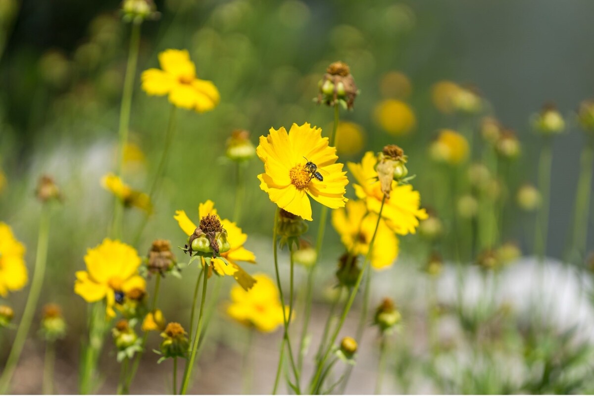 Falsa camomila: descubra dicas exclusivas para cuidar dessa herbácea americana e deixá-la exuberante - Fonte Canva