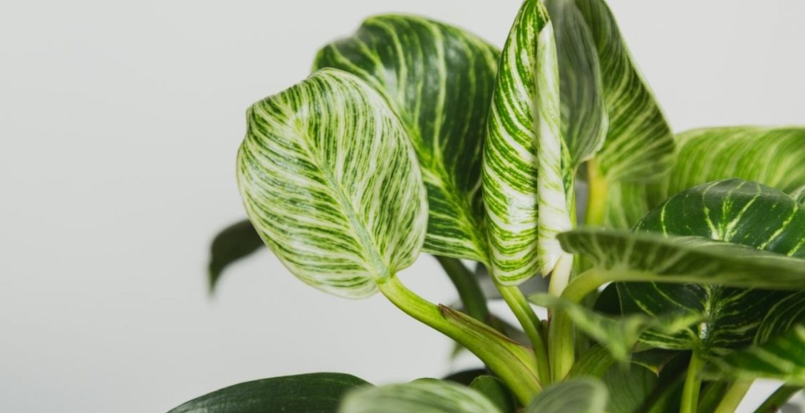 Filodendro Birkin a nova espécie charmosa, rara e fácil de cultivar - Reprodução Canva (1)