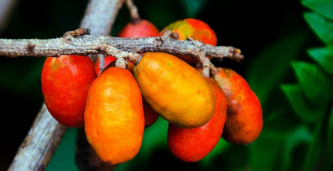 Final da safra de seriguela! E aí, vai ficar de fora Conheça 5 benefícios da fruta - Reprodução Canva