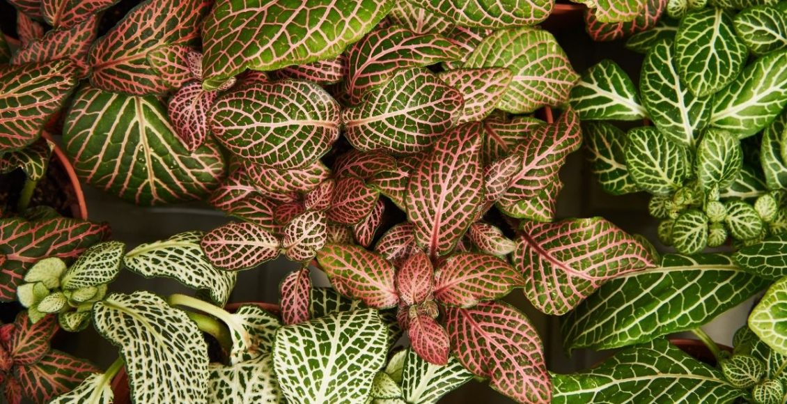 Fitônia conheça essa espécie muito charmosa e saiba como cuidar - reprodução Canva