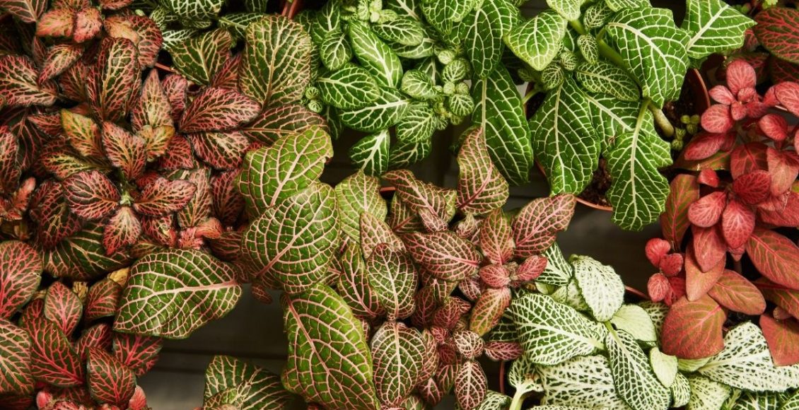 Fitônia dicas rápidas e práticas para cultivo dessa planta, confira - Reprodução Canva