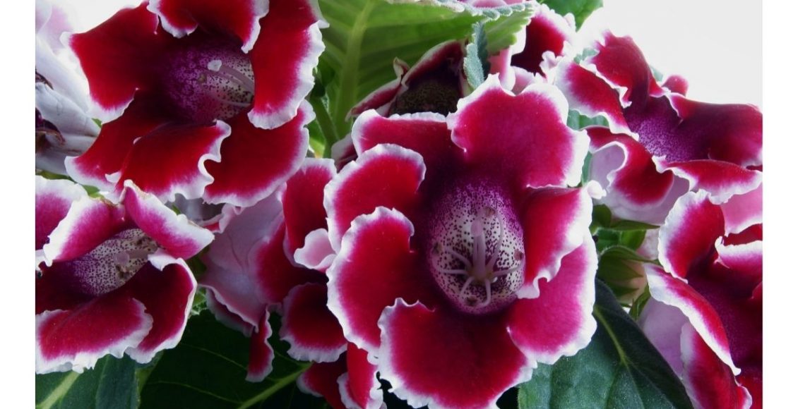 Flor gloxínia, cultivo e cuidados para dar mais alegria e beleza à sua casa - by Canva