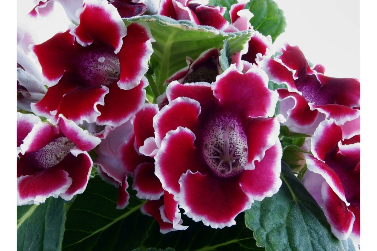 Flor gloxínia: cultivo e cuidados para dar mais alegria e beleza à sua casa