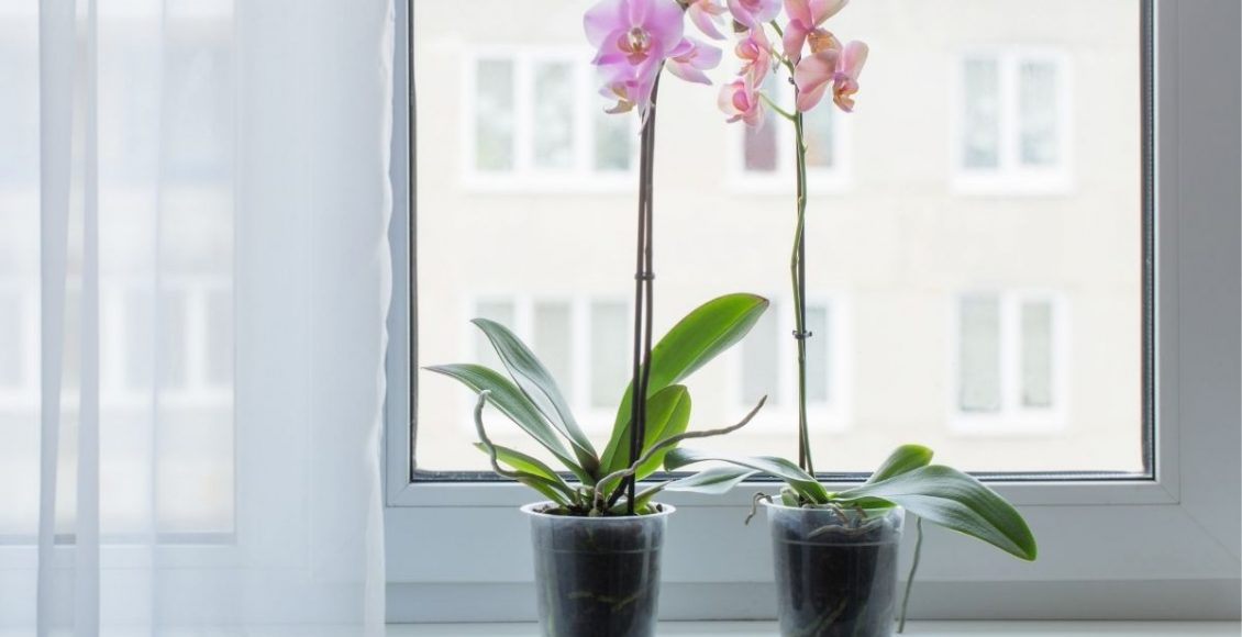 Flores para apartamento: saiba quais podem ser cultivadas em casa – Reprodução do Canva.