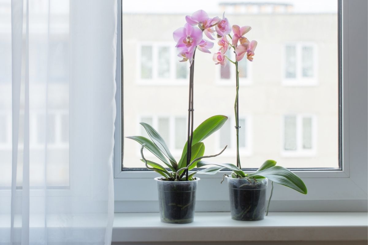 Flores para apartamento: saiba quais podem ser cultivadas em casa – Reprodução do Canva.