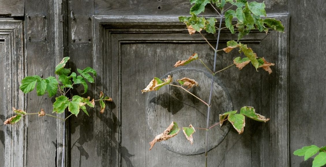 Como evitar o ressecamento das folhas de suas plantas: descubra agora — Reprodução do Canva.