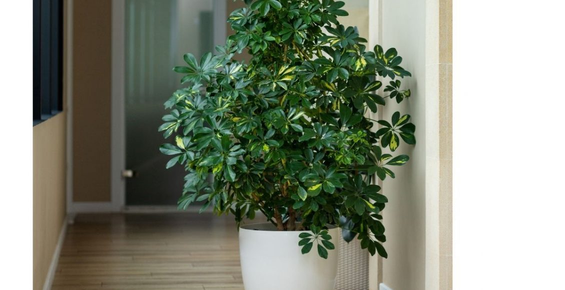 Folhagem Cheflera cuidados para cultivar e manter essa linda folhagem - by Canva