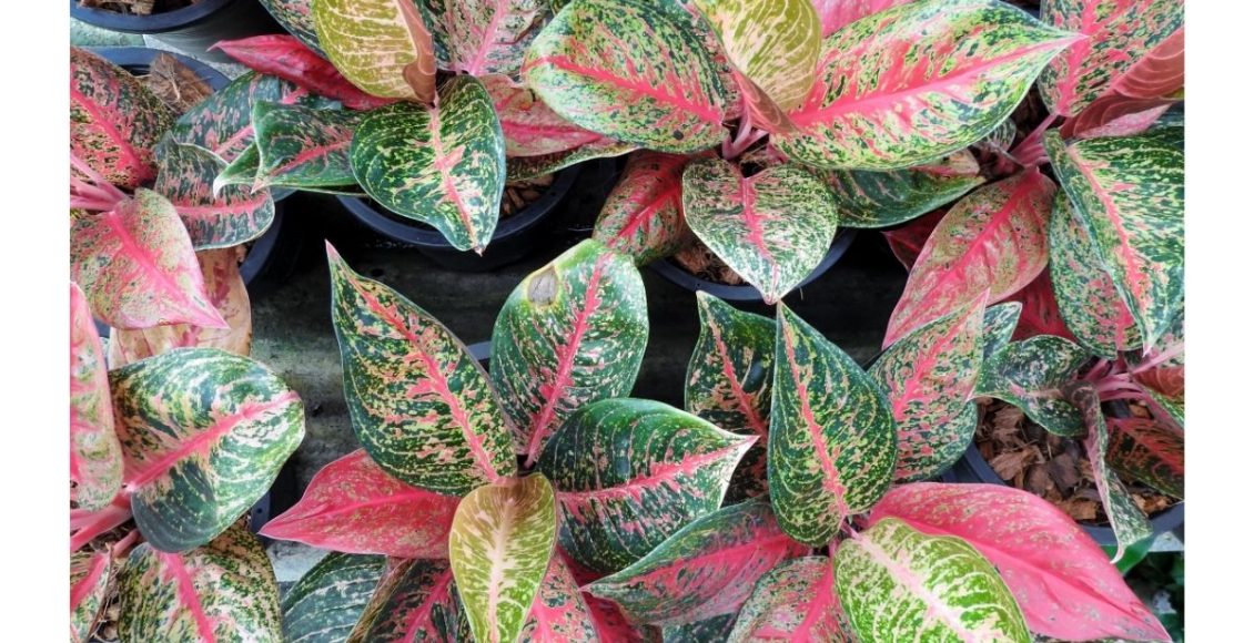 Folhagem folha-de-pintor, encanta com o alegre colorido das suas folhas - by Canva