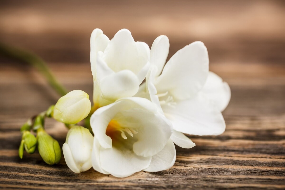 Frésia: veja tudo sobre como cultivar essa planta perfumada e deixá-la perfeita - Fonte: Canva