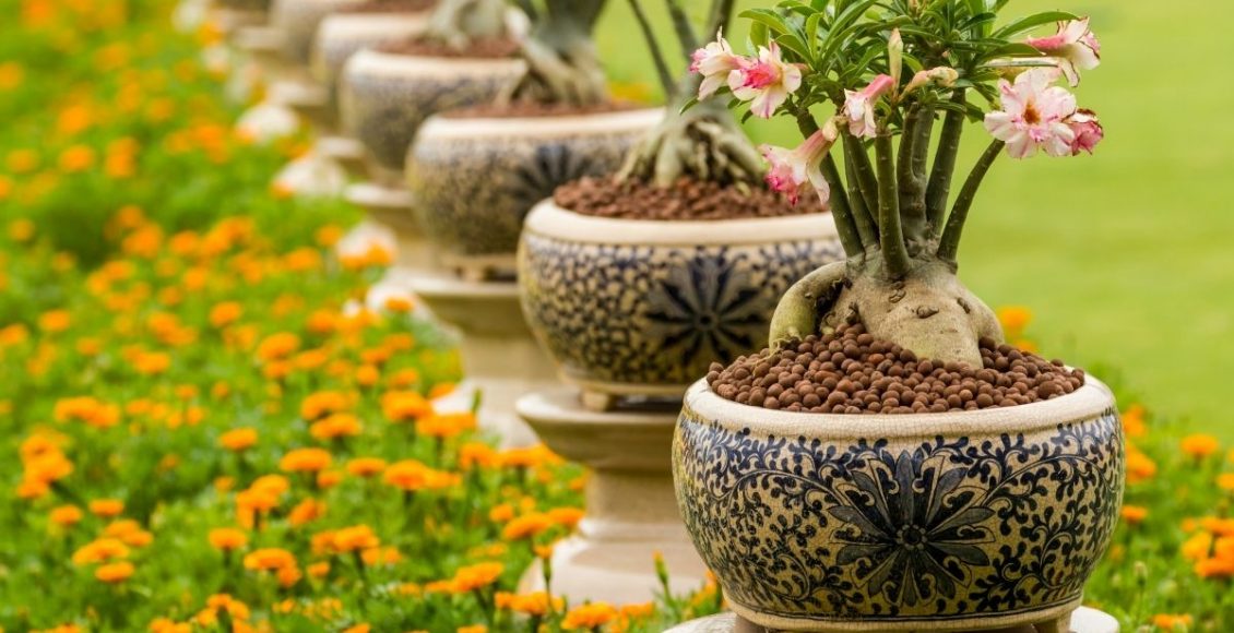 Fungos na rosa do deserto a chuva chegou e o problema começou - By canva