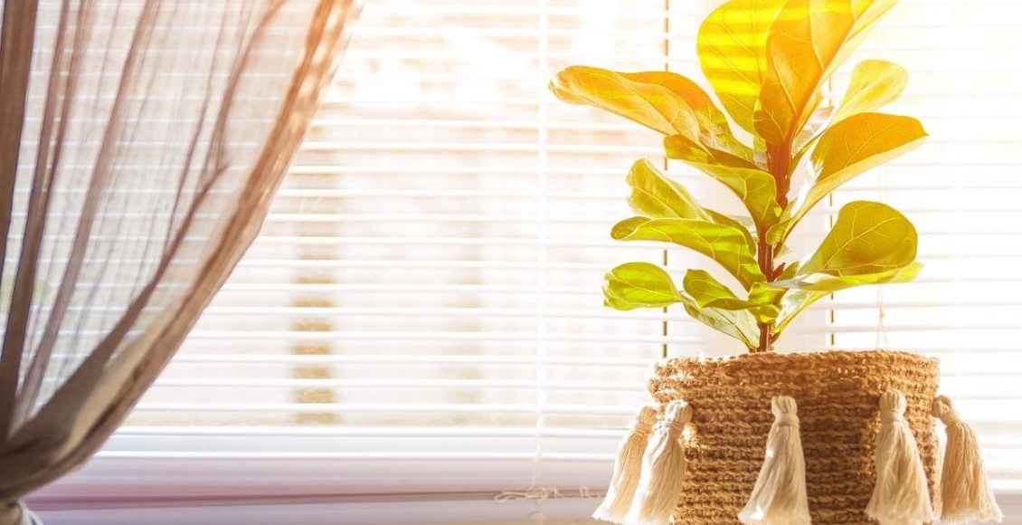 Fycus lirata confira algumas informações sobre essa planta sofisticada - reprodução Canva