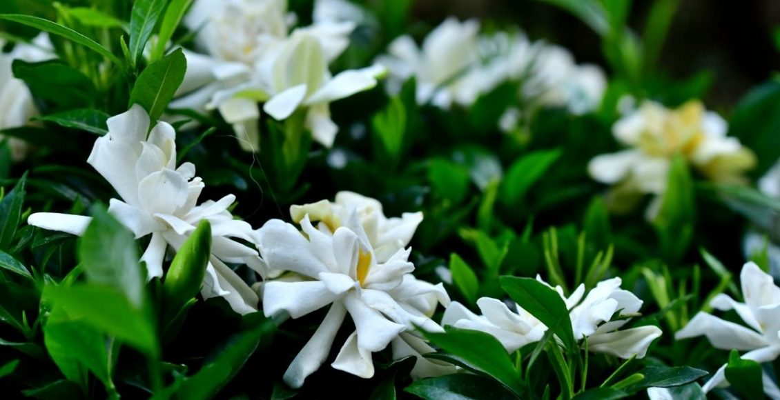 Gardênia aprenda a cultivar essa espécie em casa - reprodução Canva
