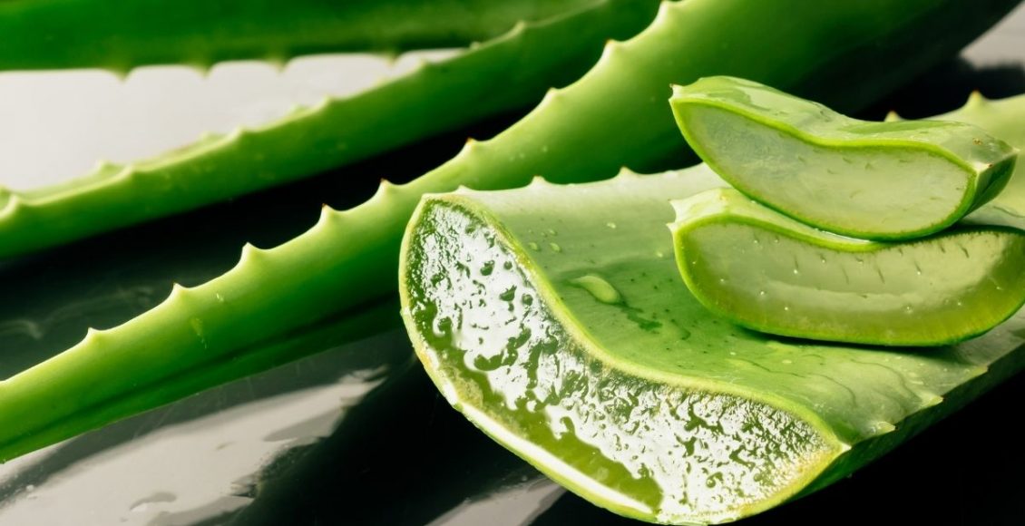 Babosa - reprodução Canva