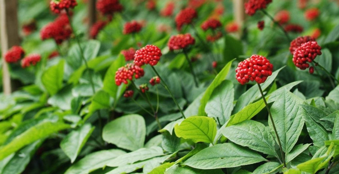 Ginseng-brasileiro - reprodução Canva