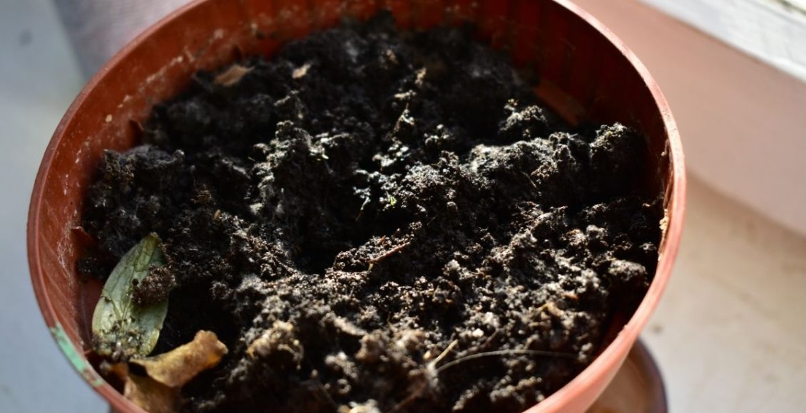 Vaso adequado para o plantio - Reprodução Canva (1)