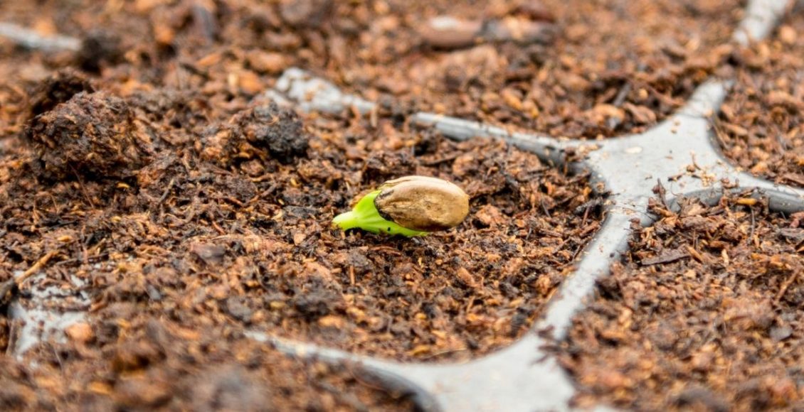 Guia de cultivo para iniciantes! O passo a passo para você germinar uma semente - Reprodução Canva