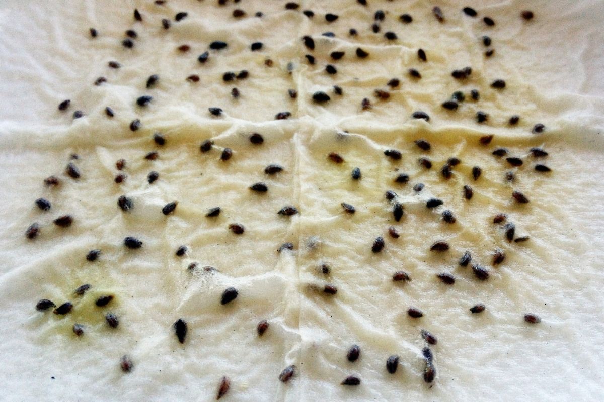 Guia de cultivo para iniciantes! O passo a passo para você germinar uma semente - Reprodução Canva (2)