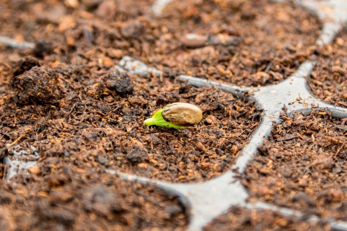 Guia de cultivo para iniciantes! O passo a passo para você germinar uma semente - Reprodução Canva