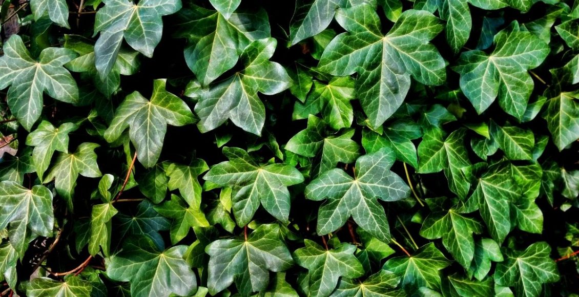 Hera: aprenda dicas incríveis para cultivar essa planta, confira - Canva