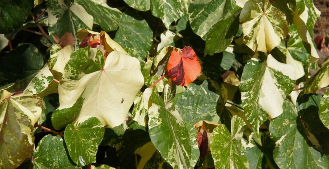 Hibisco Colorama conheça a planta tricolor super ornamental, perfeita para a sua casa - Reprodução Canva
