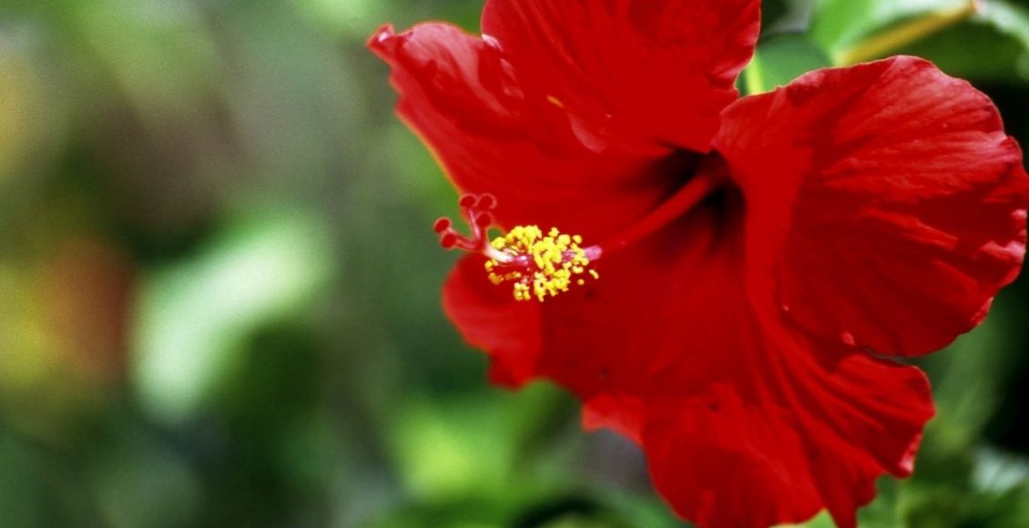 Hibisco: saiba como cultivar essa planta e quais os benefícios para a saúde - reprodução: Canva