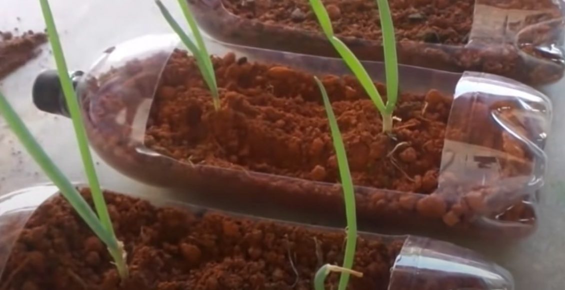 Horta simples e barata: aprenda a cultivar cebolinha verde em garrafa pet — Reprodução do Youtube.