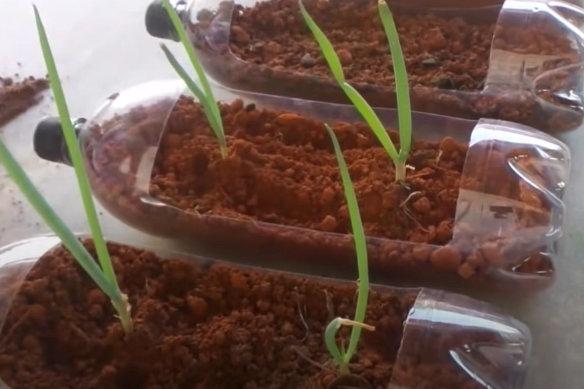 Horta simples e barata: aprenda a cultivar cebolinha verde em garrafa pet — Reprodução do Youtube.