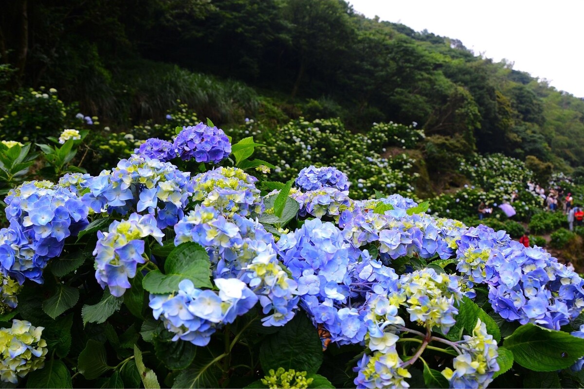 Hortênsia: acompanhe informações exclusivas sobre essa espécie e como deixá-la perfeita - Fonte Canva