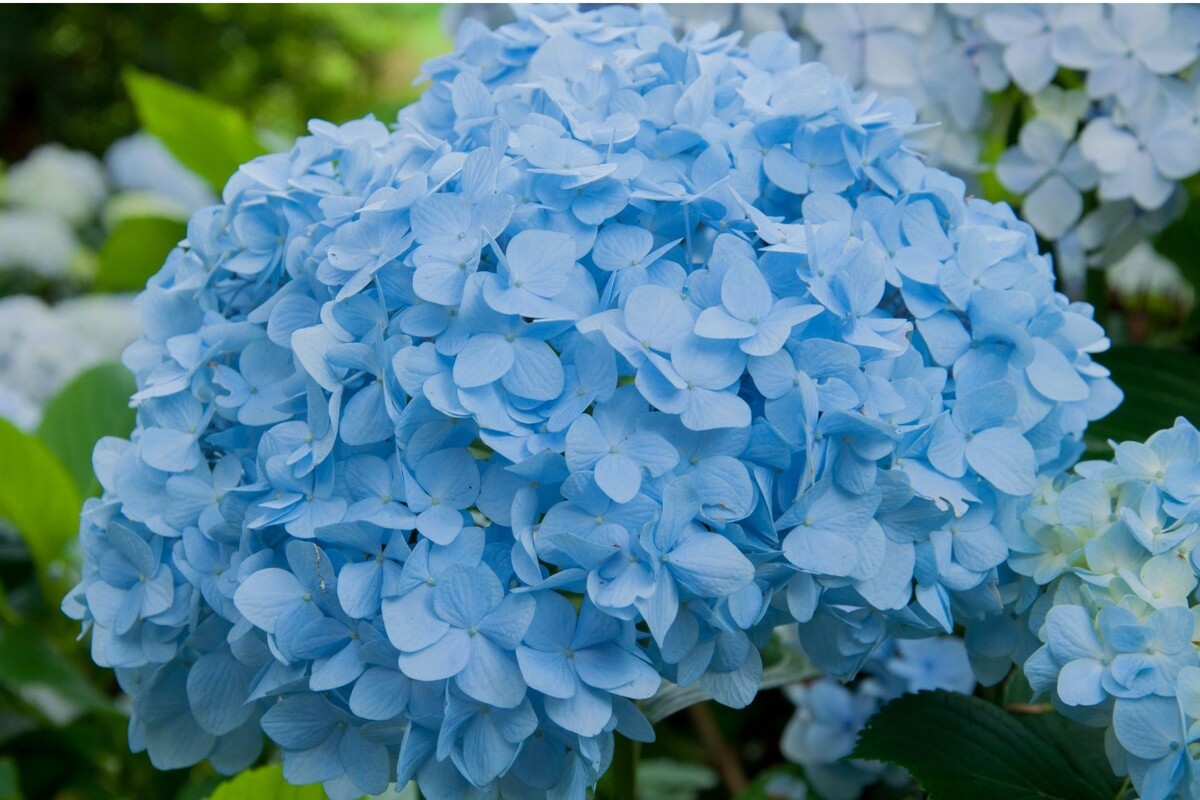 Hortênsia: acompanhe informações exclusivas sobre essa espécie e como deixá-la perfeita - Fonte Canva