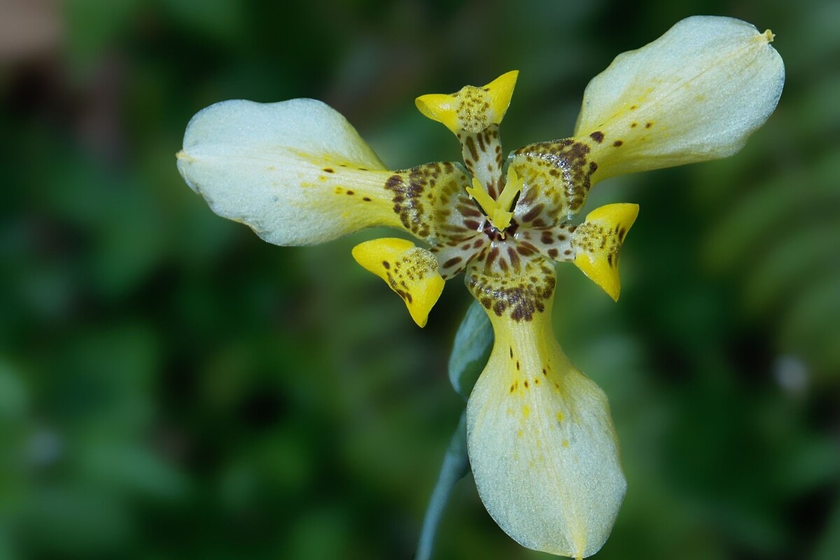 Íris da praia: veja as melhores indicações para cuidar dessa espécie exuberante - Fonte: Canva