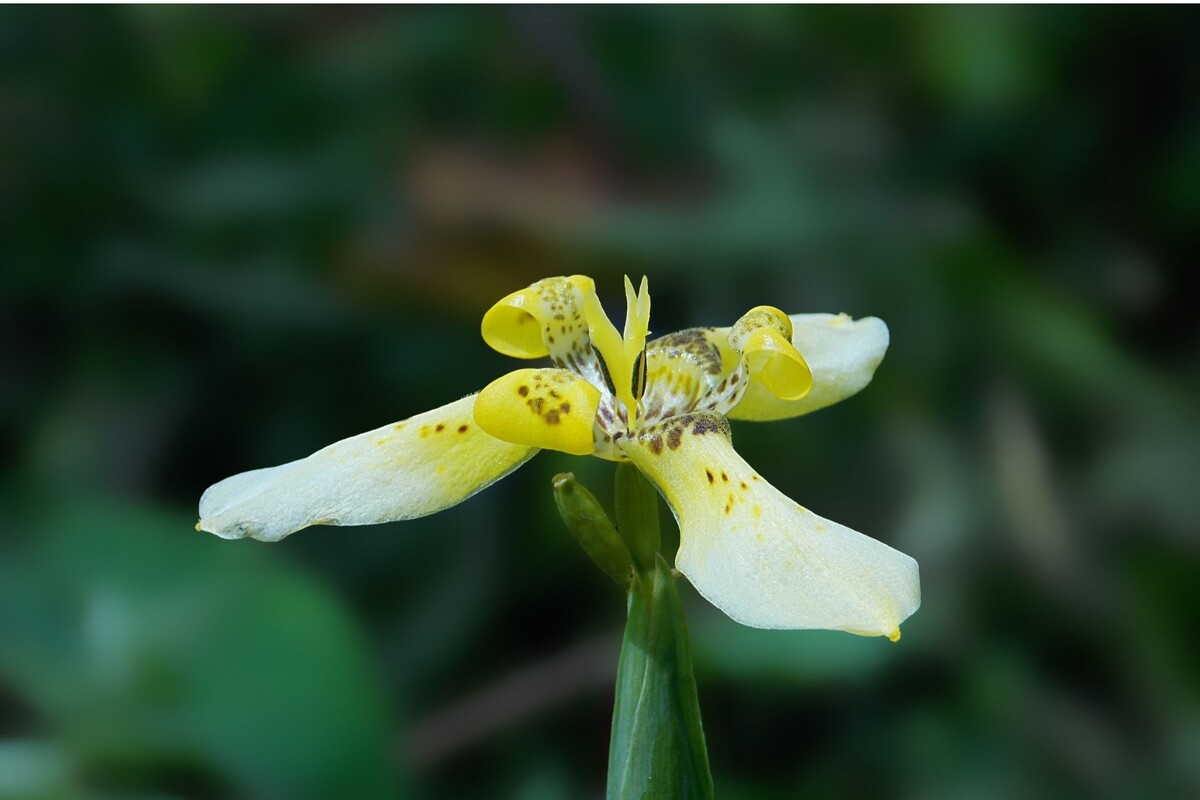 Íris da praia: veja as melhores indicações para cuidar dessa espécie exuberante - Fonte: Canva