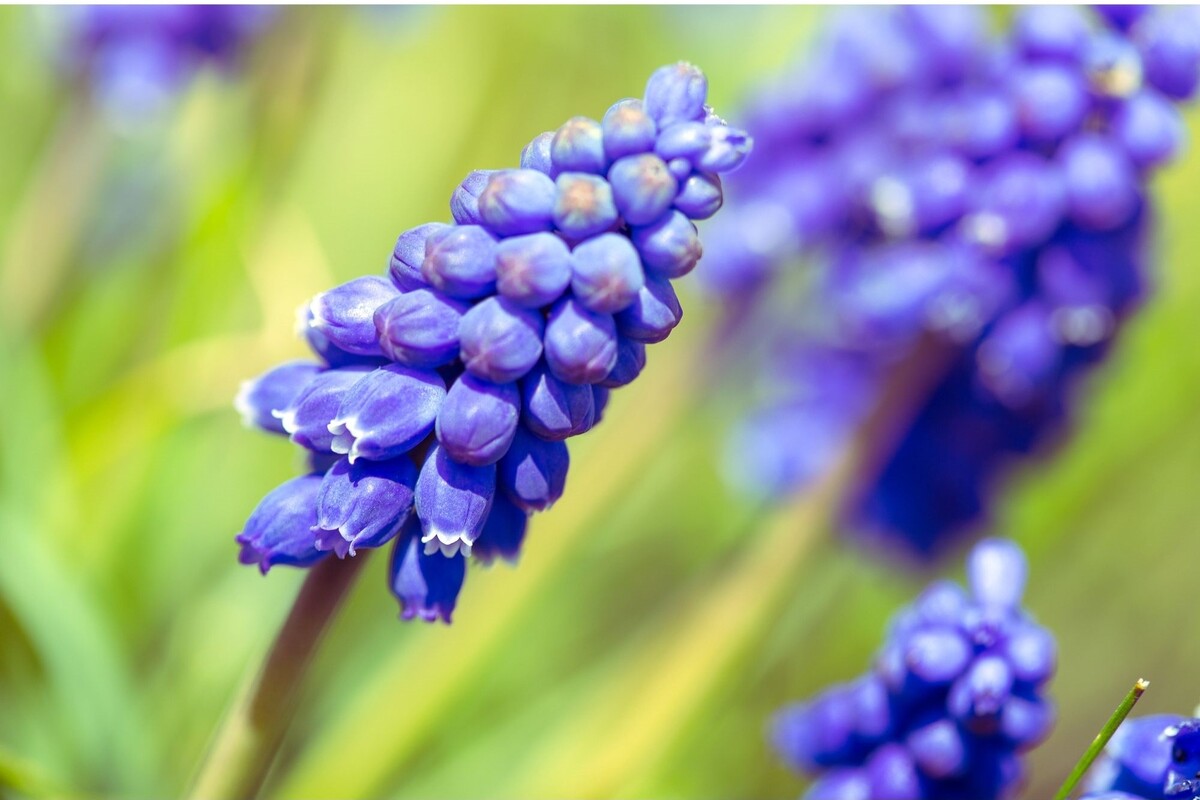 Jacinto: descubra dicas maravilhosas para cuidar dessa herbácea - Reprodução Canva