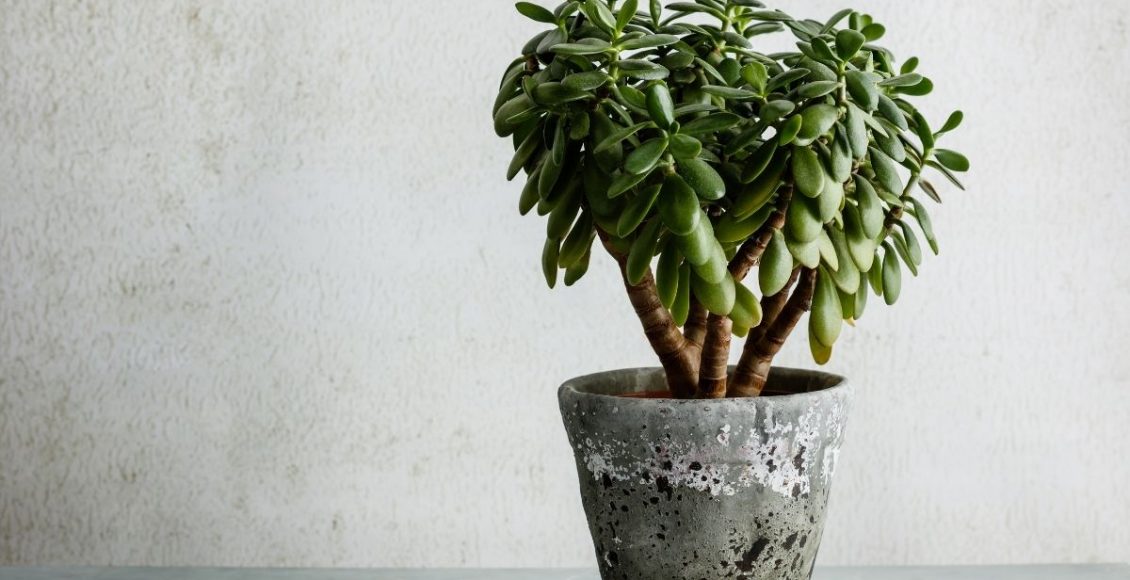 Jade: dicas rápidas e práticas para cultivar essa planta - Reprodução Canva