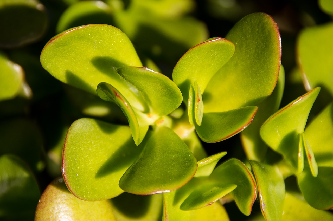 Jade em vaso veja como 3 formas de multiplicar essa linda planta - Reprodução Pixabay