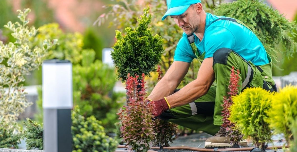 Jardinagem para iniciantes saiba como começar seu cultivo hoje mesmo - reprodução Canva