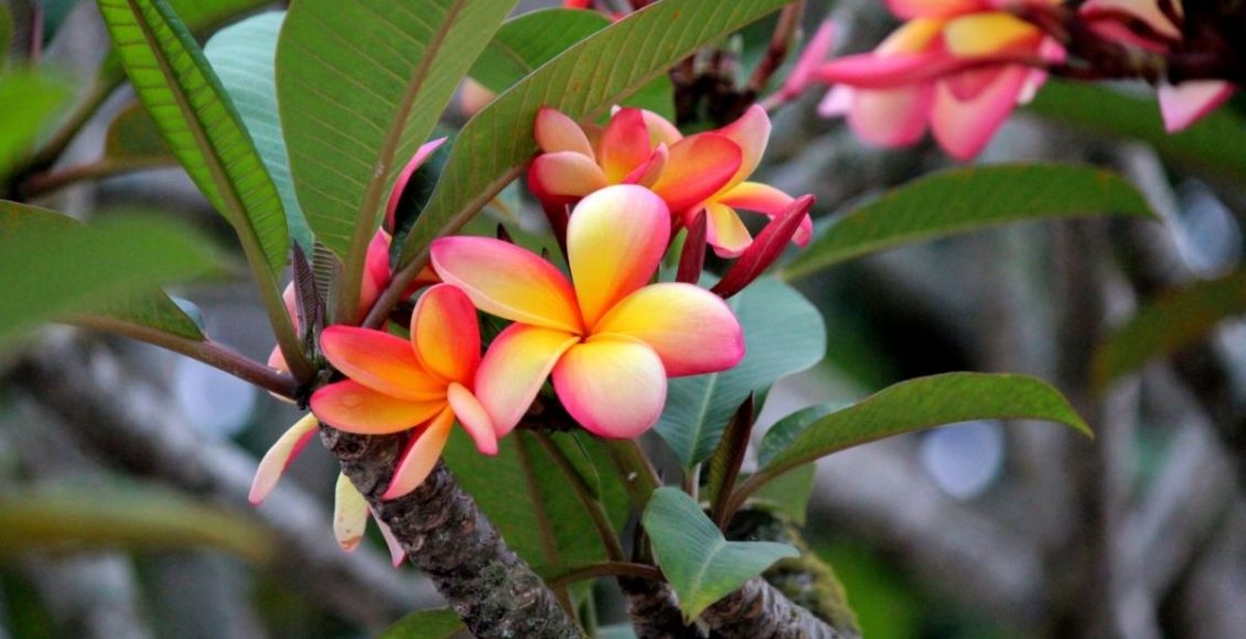 Jasmim-manga, delicadeza e beleza deixarão seu jardim mais encantador - by Canva