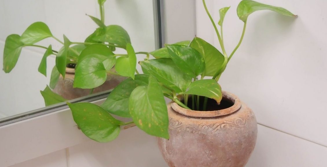 Jiboia conheça essa planta e aprenda como cuidar dela em casa- reprodução Canva