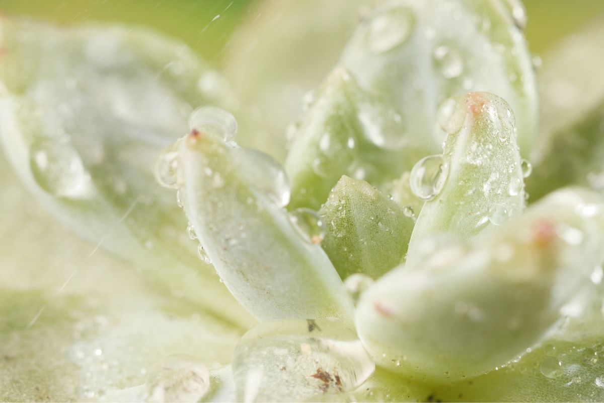 Jogar água oxigenada nas plantas Entenda porque sua planta agradece - Reprodução Canva (1)