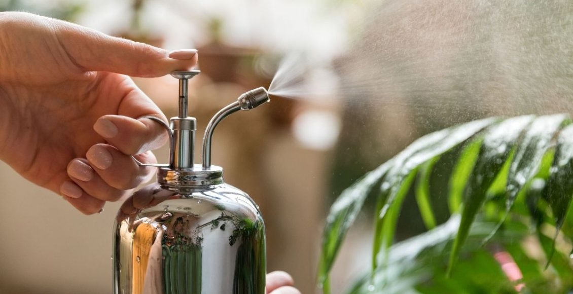 Jogar água oxigenada nas plantas Entenda porque sua planta agradece - Reprodução Canva