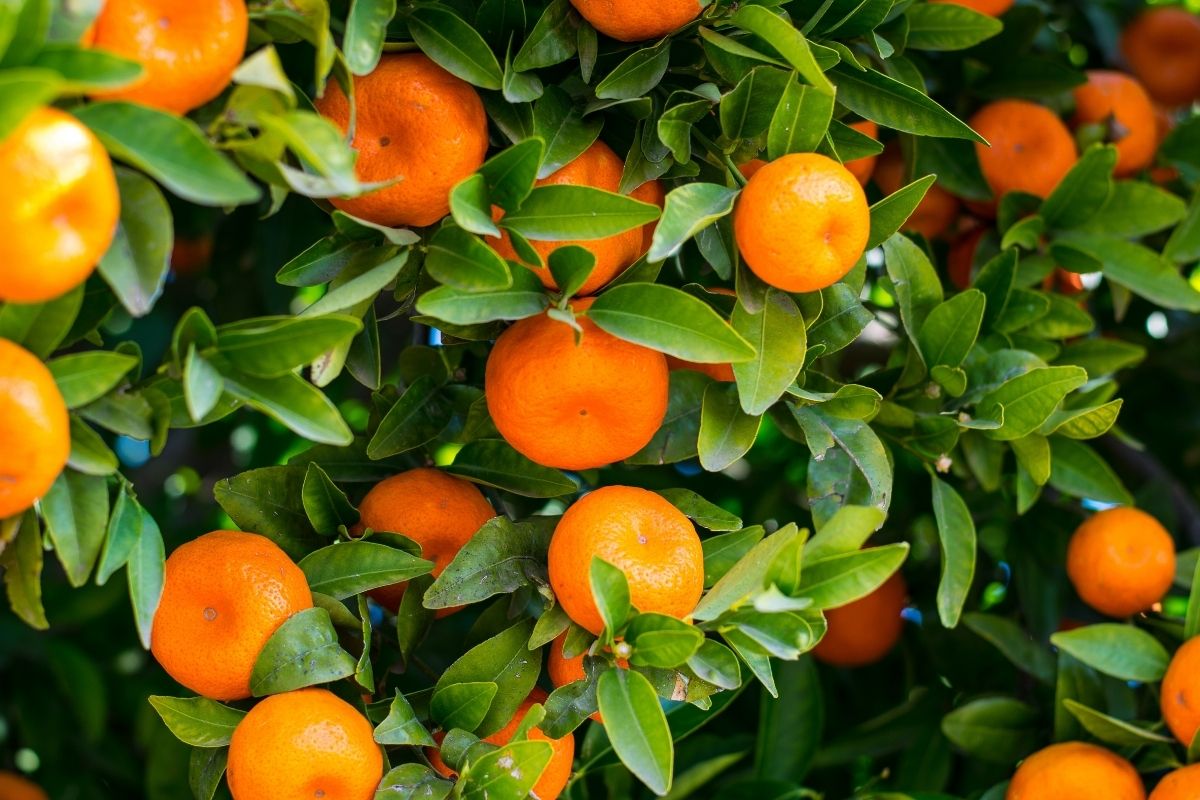 Como plantar laranja: aprenda a cultivar essa espécie em casa - By Canva