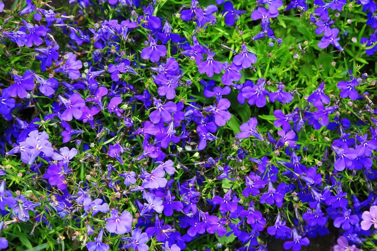 Lobélia azul: conheça as formas mais indicadas para cultivar essa herbácea de origem africana - Fonte Canva