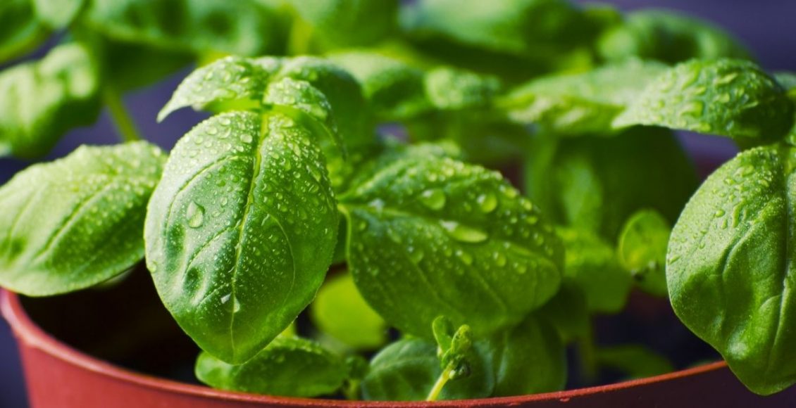 Manjericão aprenda como cultivar essa espécie em casa - reprodução Canva