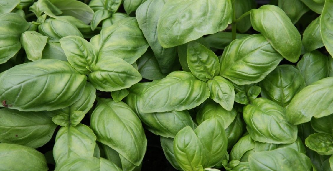 Manjericão em vaso veja como cultivar e cuidar dessa erva especial - Reprodução Canva